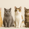 Gatos