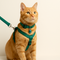 Collares, correas y arneses para gatos