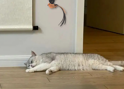 Juguete Colgante Automático Para Gatos