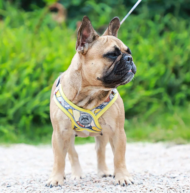Arnés Pechera En Forma X  + Correa Para Perro