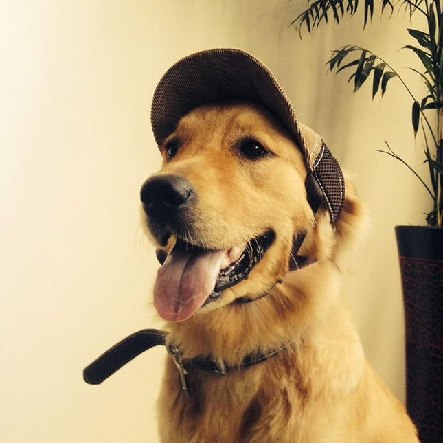 Gorro Ajustable Para Mascotas