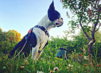 Arnés H para perro Zeedog Skull