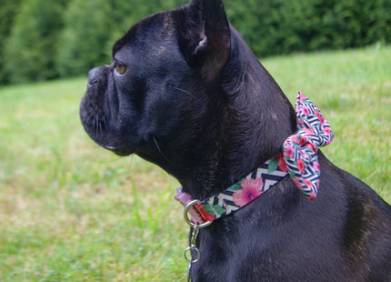 Collar para perro Zeedog Mahalo