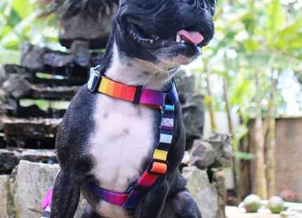 Collar para perro Zeedog Prisma