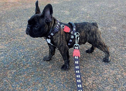 Correa perro Zeedog Skull