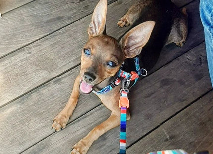 Correa perro Zeedog Ella