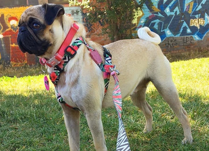 Correa perro Zeedog Mahalo