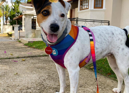 Correa perro Zeedog Prisma