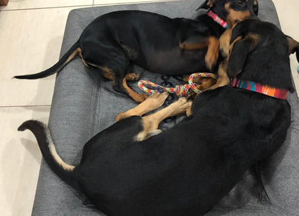 Cama cucha para perro Zee Bed Zee.Dog