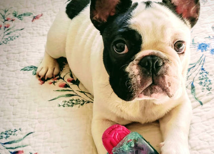 Juguete para perro Zeedog Brain Freeze
