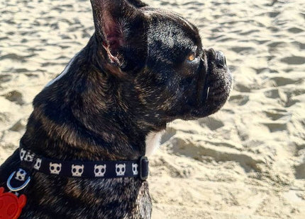 Arnés H para perro Zeedog Skull
