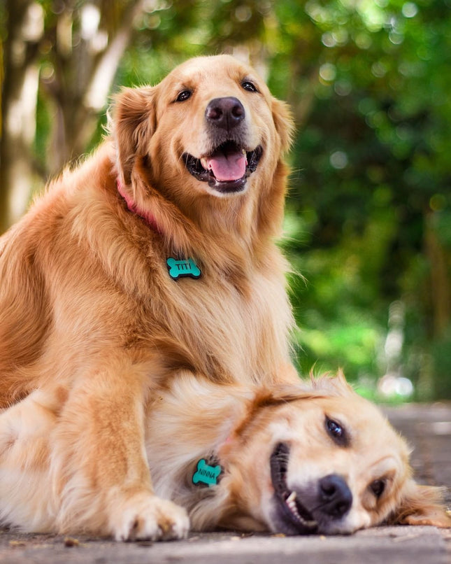 Chapita Identificatoria Hueso De Silicona Para Mascotas